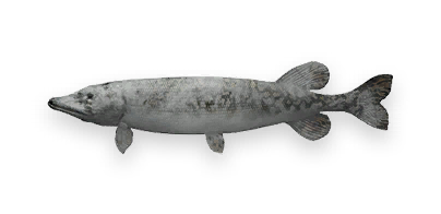 Frozen Northern Pike